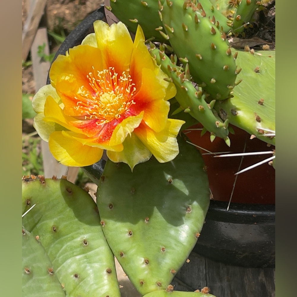 Live Eastern Prickly Pear Paddles (3) Freeze Tolerant